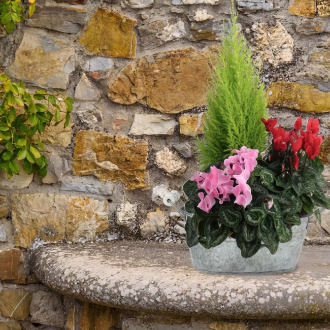 Coupe plante – Image 3