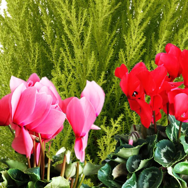 Coupe plante – Image 4