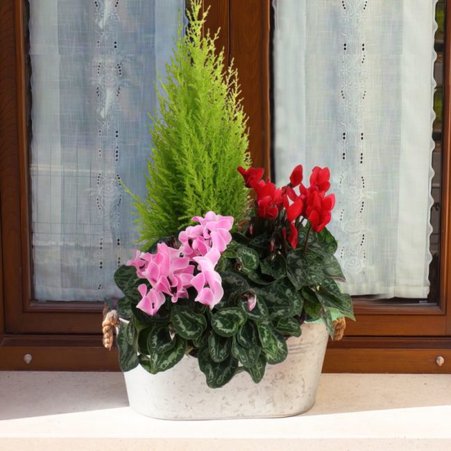 Coupe plante – Image 2