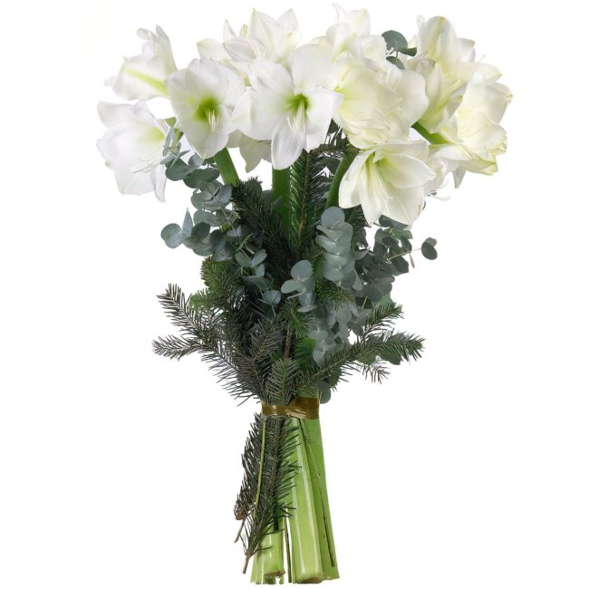 Amaryllis