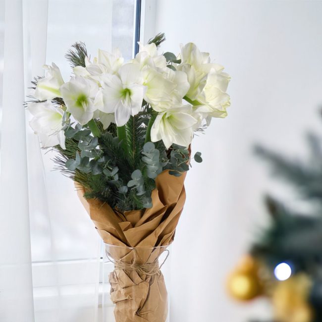 Amaryllis – Image 2
