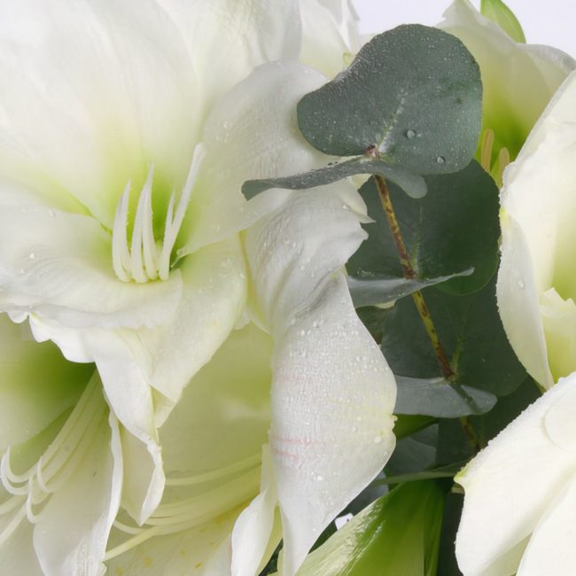 Amaryllis – Image 3