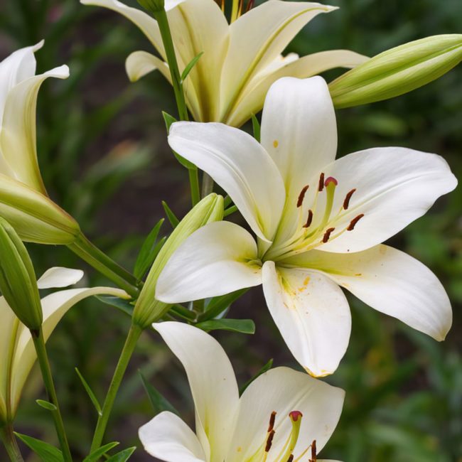Lys – Image 2
